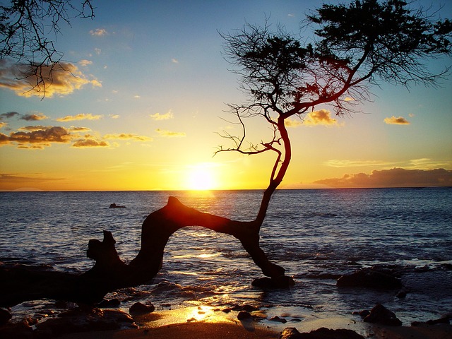 matson hawaii vehicle shipping