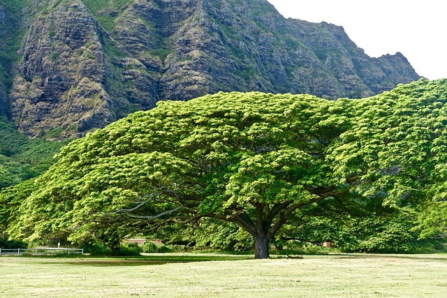 vehicle shipping hawaii